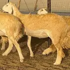 رخال حرية حرش درجة اولى