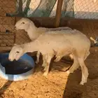2 شكر حريات للبيع