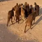 طليان