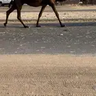 القحات طيب