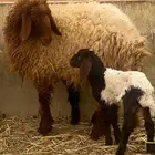 ثنيه اول ولده لها حدرها خاروف روم وديد سلم