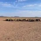 للبيع غنم النعيمي