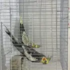 طيور كروان للبيع