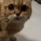 قط ذكر برتقالي