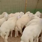 بهم طليان حري