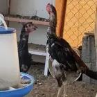 للبيع دجاج شامو وباكستاني
