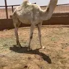 بكره كفوو