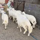 طليان شحم للبيع