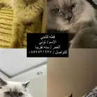 قطه لتبني العاجل اليوم