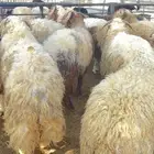 للبيع اقساط او كاش نعيمي جبر