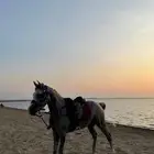 حصان شعبي معسوف