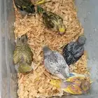 فروخ غر بادجي