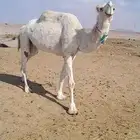 ناقه السن ام خامس الناقه شرط