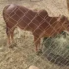 حسيل لباني ذكر سمين ماشاء الله تبارك الله العمر 3شهور وزياده