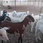 أعرض لكم جفار بيشه طيبه بالحيل زبح اومقن