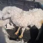 رخله عمره 4 شهور شرط الصحه تربيه