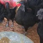 للبيع دجاج فرنسي بيور