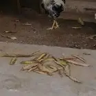 ديوك تركي وبلدي