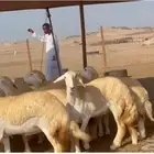 غنم حريات رخال