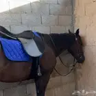 طقم سرج ستيتوس الاصلي