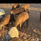 راعي غنم سوداني من السودان