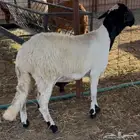 طلي سواكني تربية
