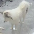 كلب من فصيله سامويد