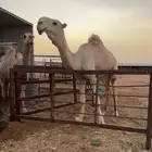 قعود فحل كفو فاخر على ساس لأهل الزين فقط