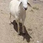 طلي فحل