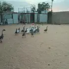 وز عراقي وز ومصري