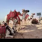 آجار جمال رحول ركبي لي التصوير وا الفعاليات وا المناسبه