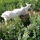 ماعز قزمي للبيع