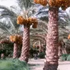 يوجد 250 نخل للبيع جذوع للمشاريع للبيع