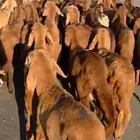 سواكني عدد 29 السعر جملة 950 ريال و عدد 9 سواكني السعر1100