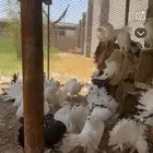 للبيع حمام زينه رقاصي