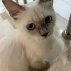 قط للتبني له عندي اسبوعين ضايع ماعرفت له صاحب نظيف