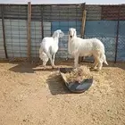 يوجد عندنا طليان حريه فخمة