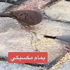 طيور برية