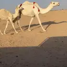 وضحا عشراء بكر