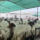 جذعات فاخره مقرعه تنصفط للقناي لون وديكور عظم مراح بيع جمله