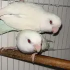 جوز روز البينو منتج واليف