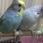 طيور