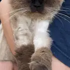 قط ضايع حي الريان