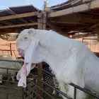 تيس هولندي فاخر