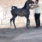 مهره واهو فاخره بنت بطل