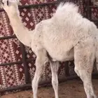 الرياض المزاحميه شخيب