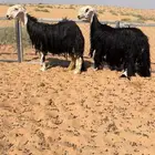 للبيع شياه نجد جروم فاخره