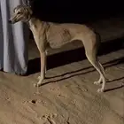 سلق صيد