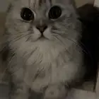 قطه للتبني
