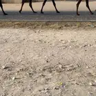 للبيع الجذعه القحه كفو
